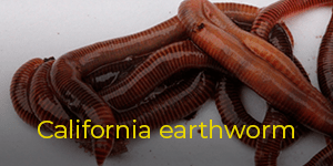 Breeding worms